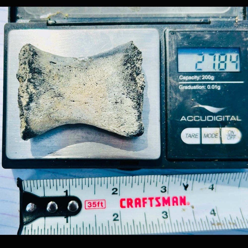 PRE-HISTORIC & REAL DINOSAUR KNUCKLE BONE, JURASSIC ERA, PTERODACTYL / CROC. A+!